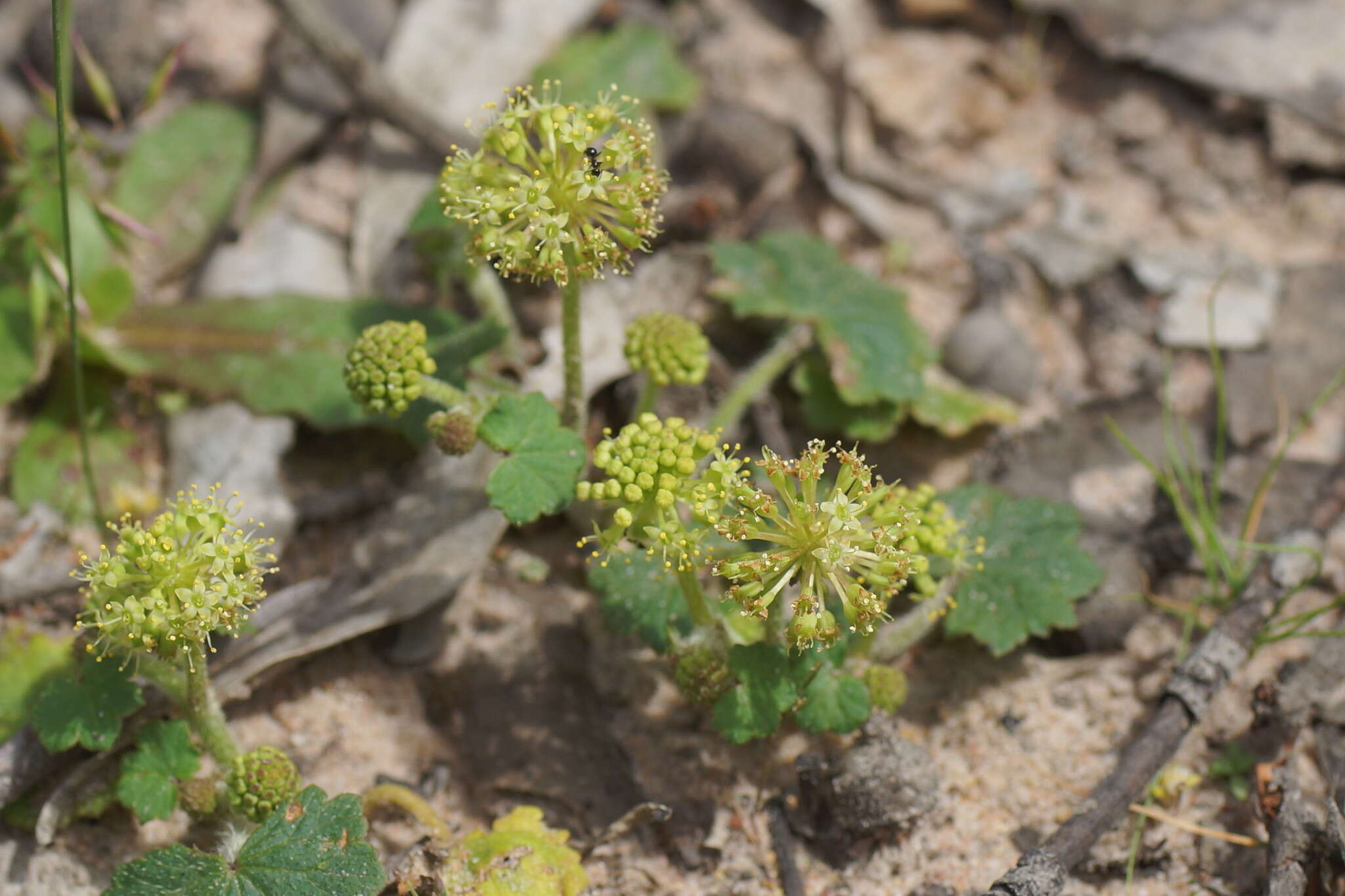 Image de Hydrocotyle laxiflora DC.