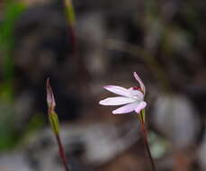 Caladenia fuscata (Rchb. fil.) M. A. Clem. & D. L. Jones的圖片