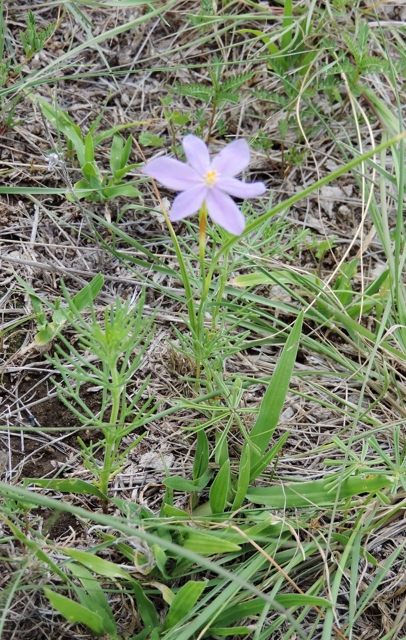 Image of southwestern pleatleaf