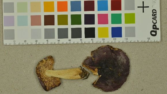 539.nobas 166931 1 1435147462 jpg.580x360