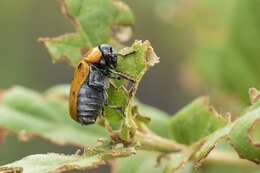 Image of <i>Tituboea biguttata</i>