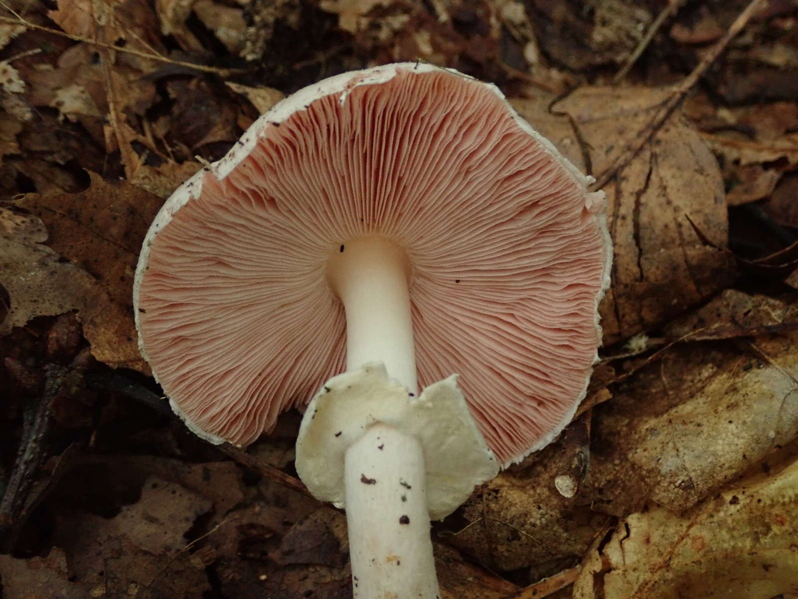 Image of Agaricus abruptibulbus Peck 1905