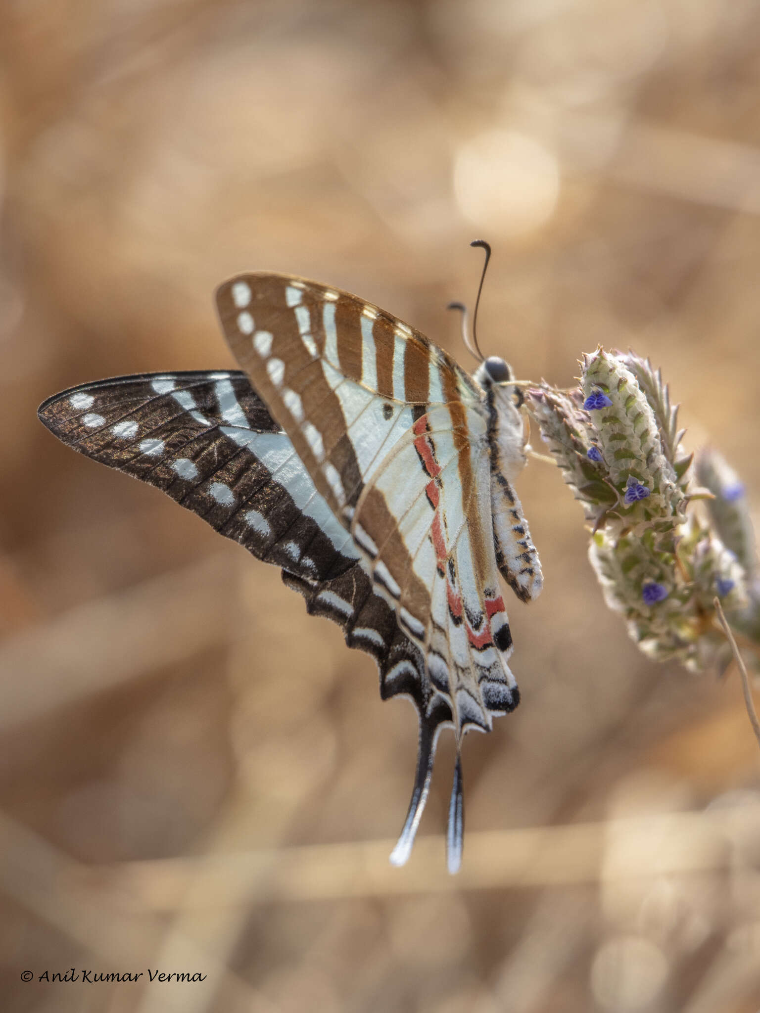 Слика од Graphium nomius (Esper 1798)