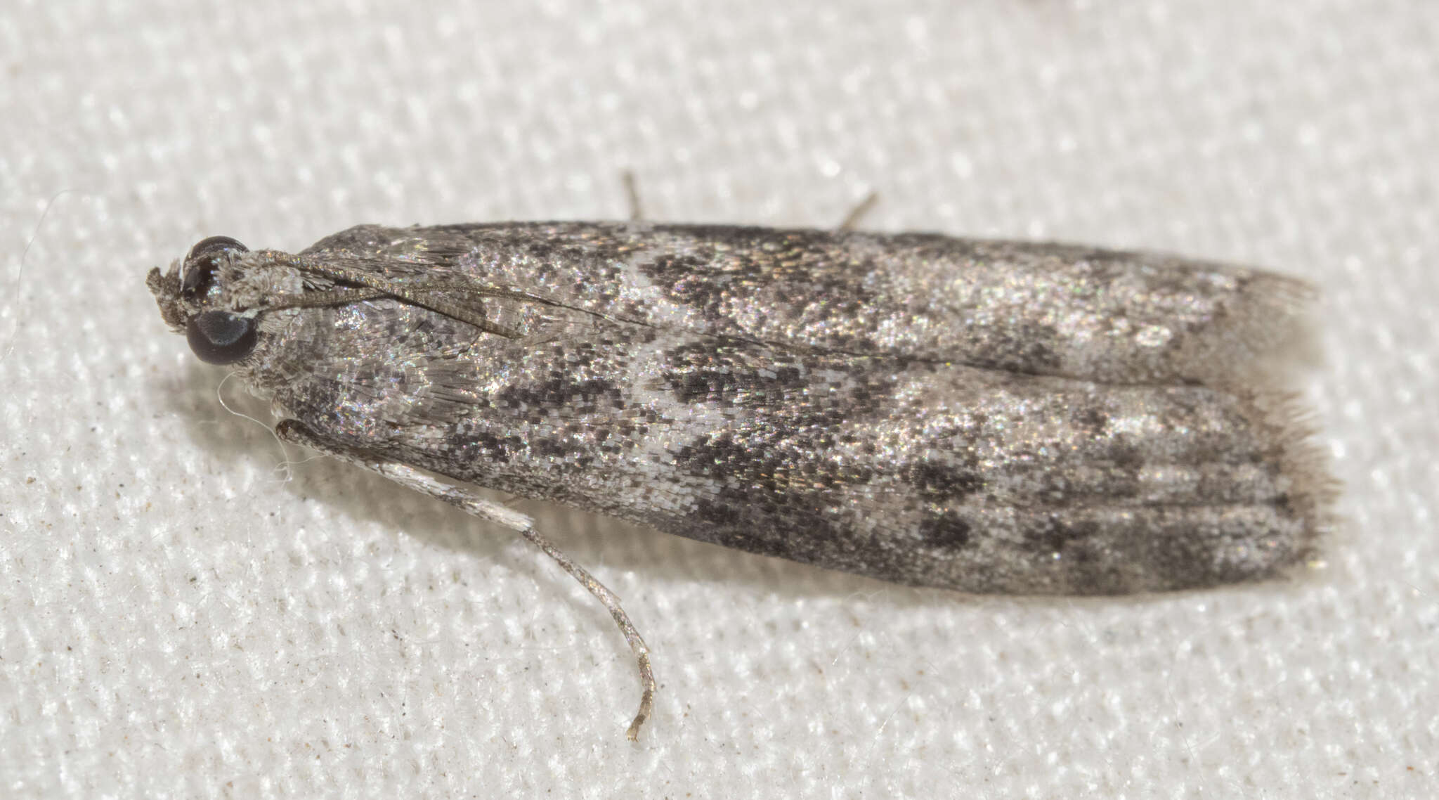 Image of Mediterranean Flour Moth