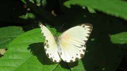 Слика од Belenois thysa (Hopffer 1855)