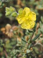 Image of Helianthemum stipulatum (Forsk.) C. Chr.