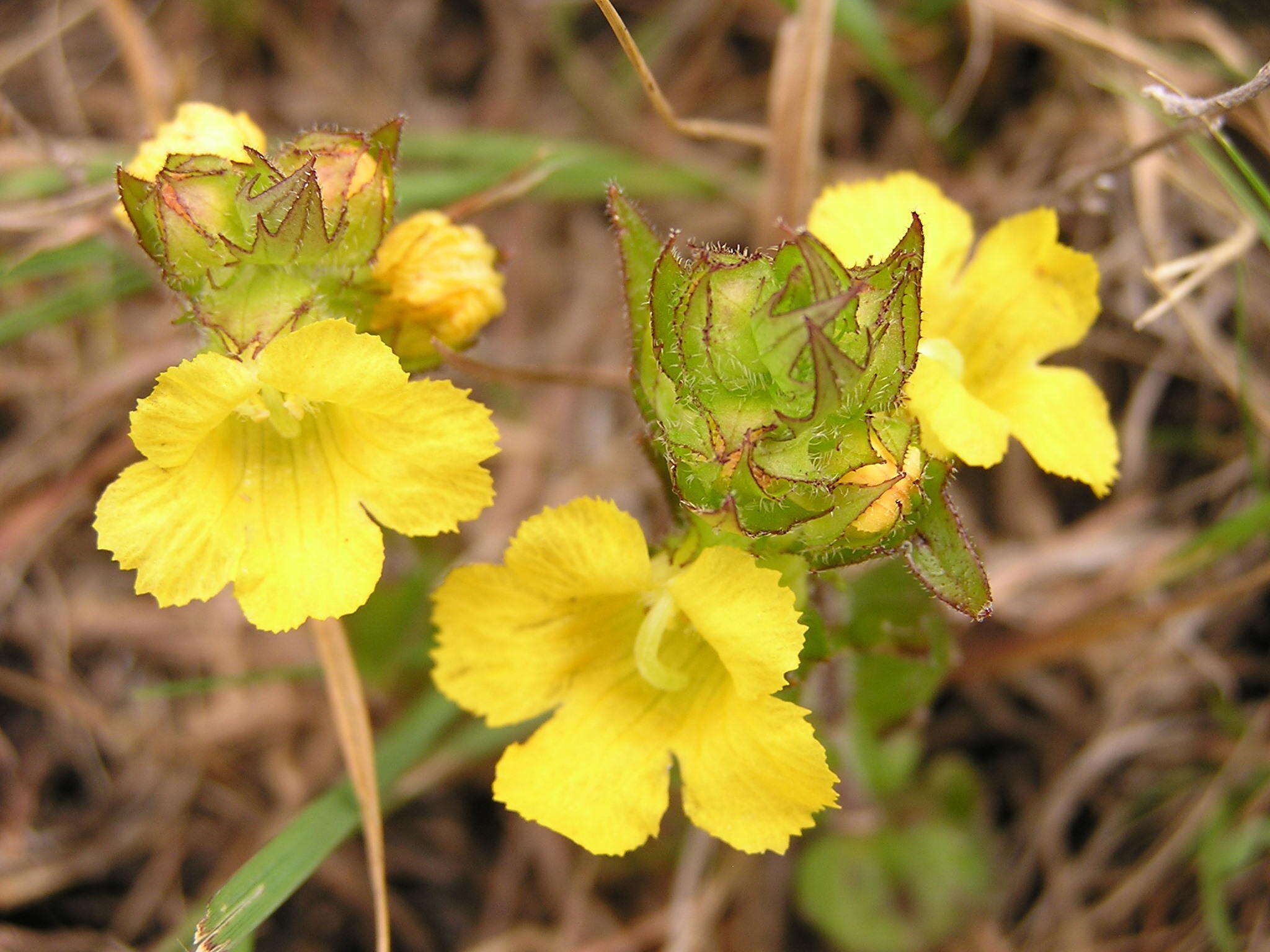 Alectra sessiliflora var. sessiliflora的圖片