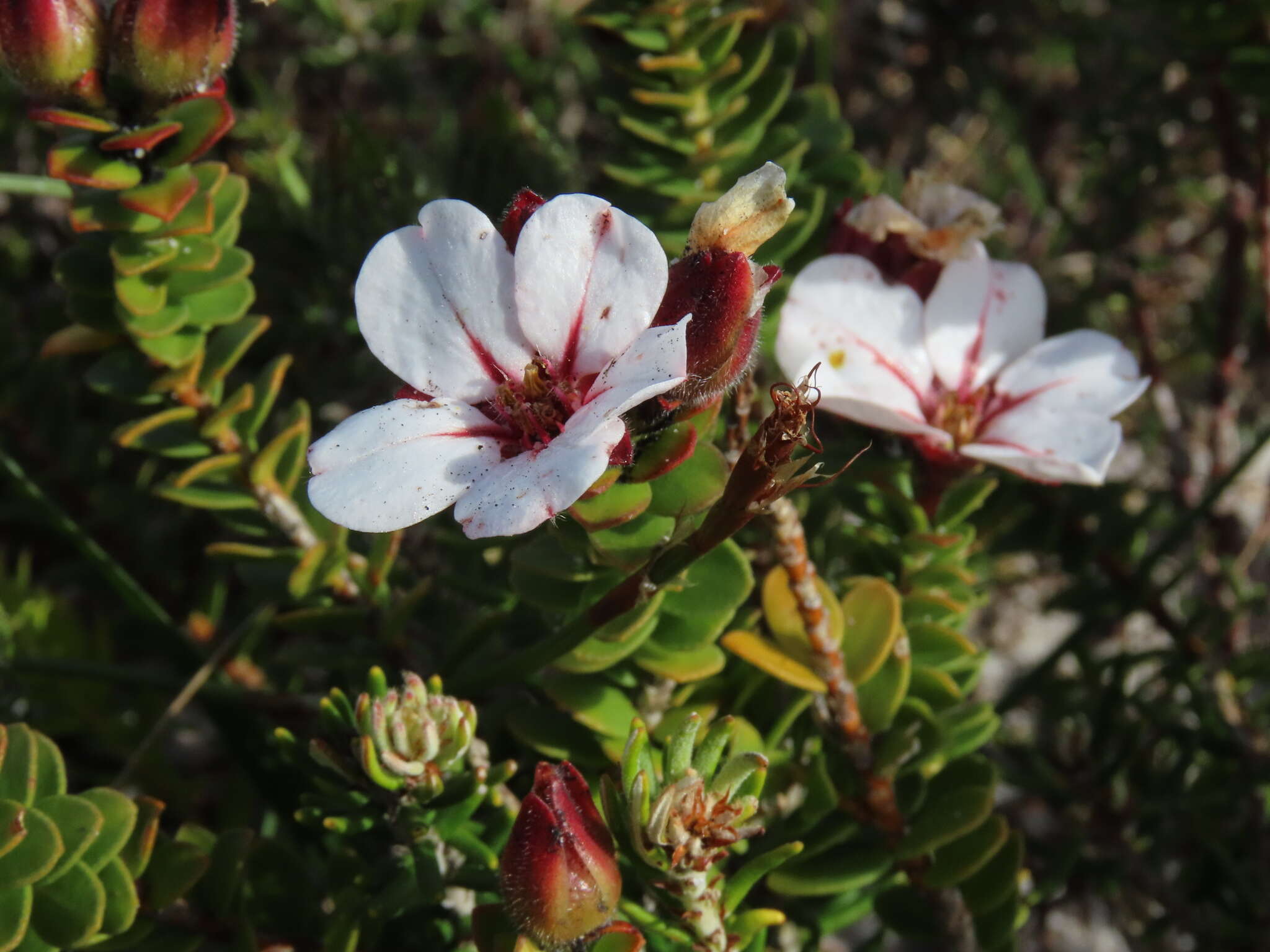 Image of Adenandra villosa subsp. villosa