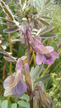 Image of Vicia pannonica subsp. striata