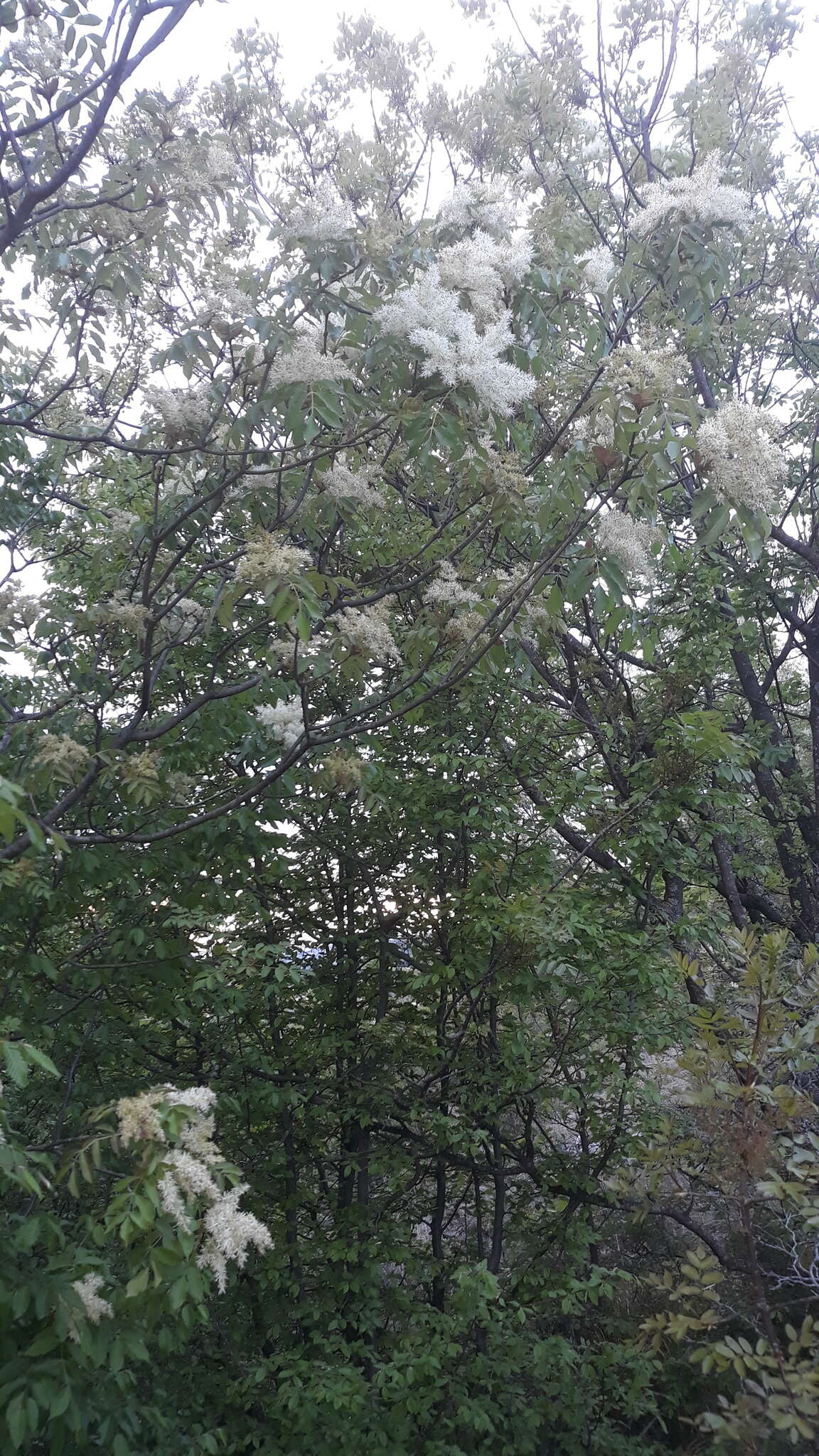 صورة مران رمادي