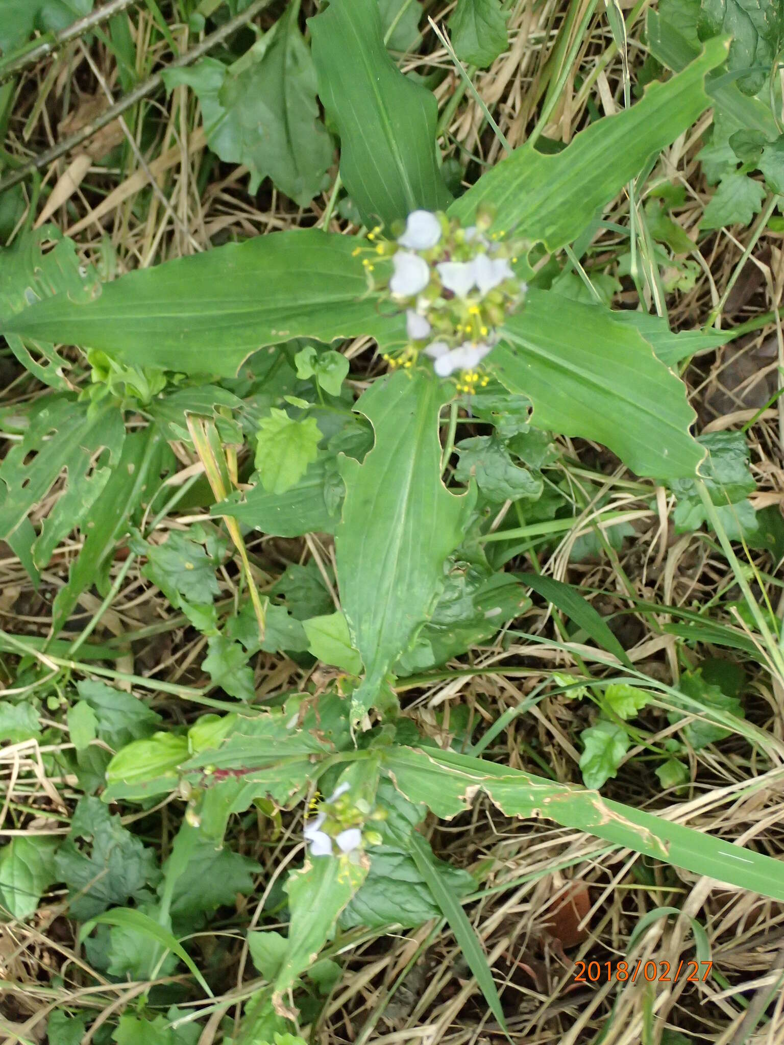 Image of Aneilema dregeanum Kunth