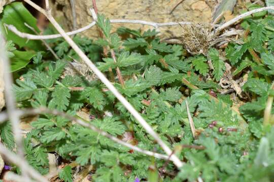 Imagem de Erodium acaule (L.) Becherer & Thell.