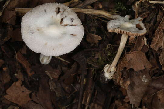 Image of Volvariella pusilla (Pers.) Singer 1951