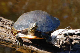 Image of Alabama Redbelly Turtle