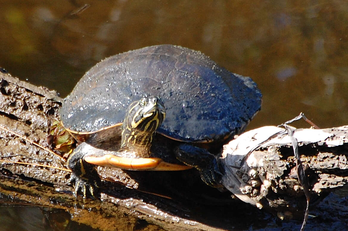 Image of Alabama Redbelly Turtle