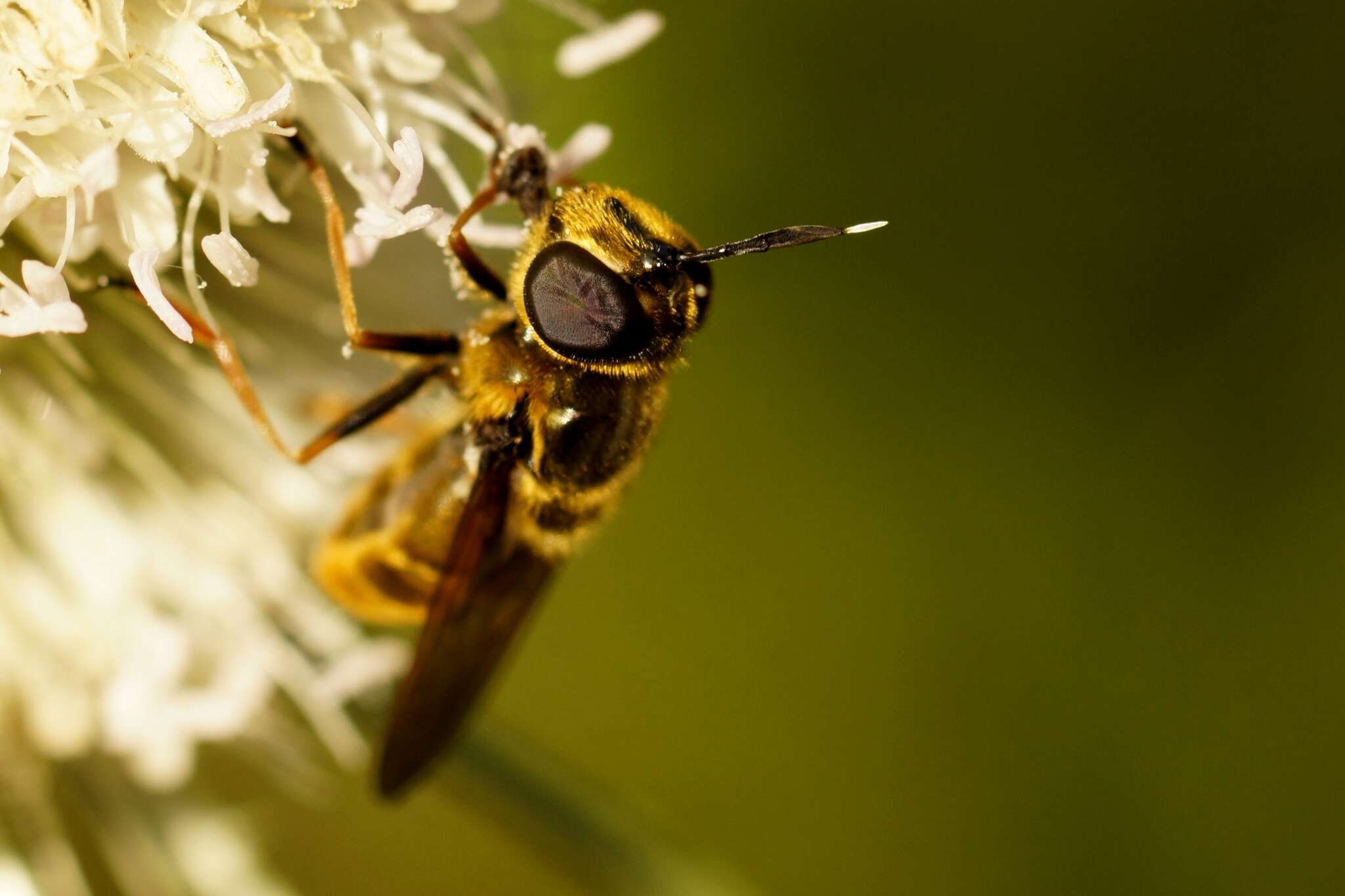 صورة Callicera aurata (Rossi 1790)