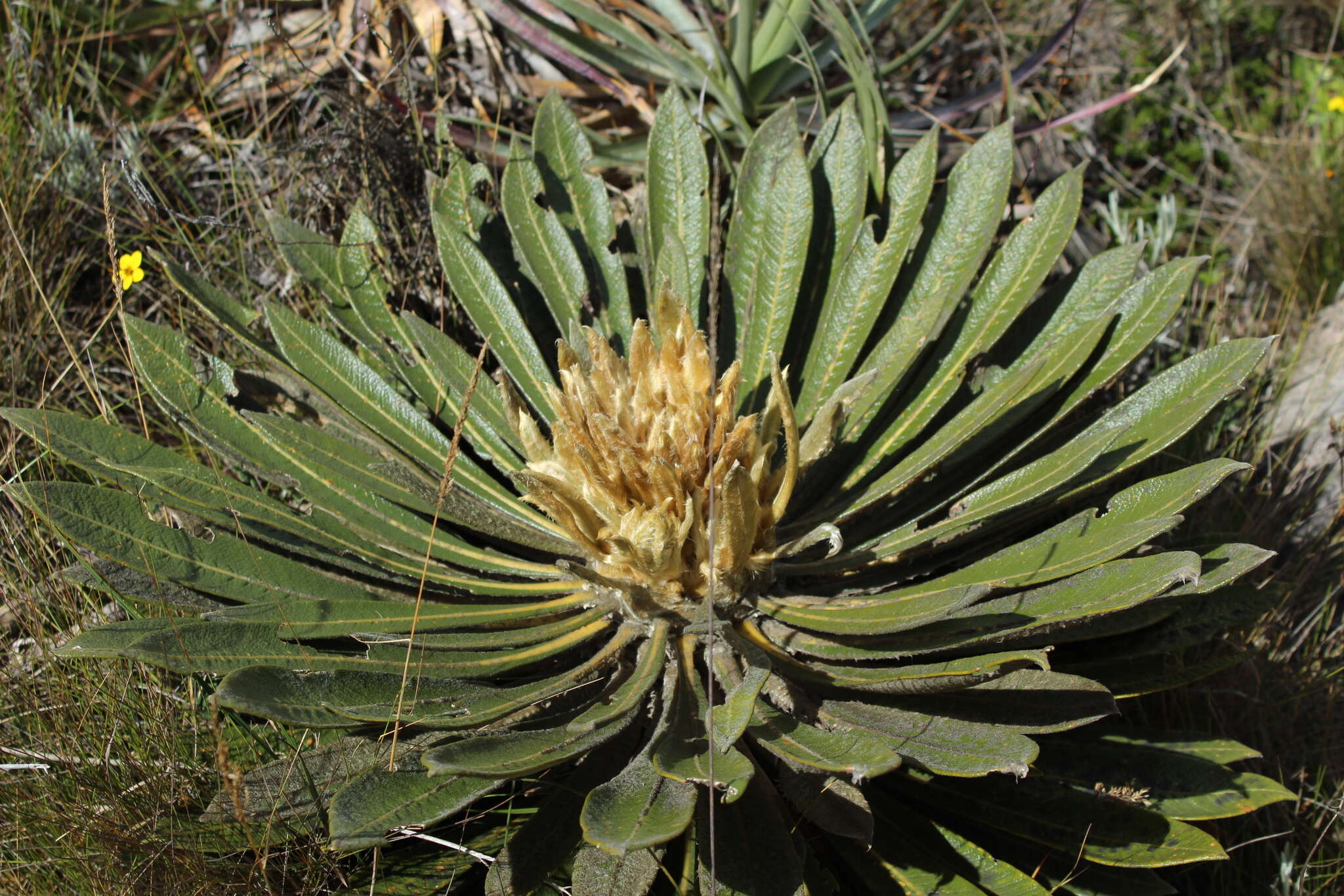 Image of Espeletiopsis guacharaca (Diaz) J. Cuatrec.