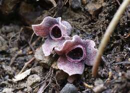 Image of Asarum rigescens var. brachypodion T. Sugaw.