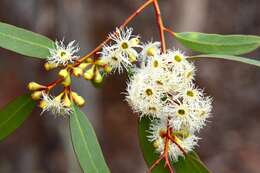 Image de Eucalyptus gracilis F. Müll.