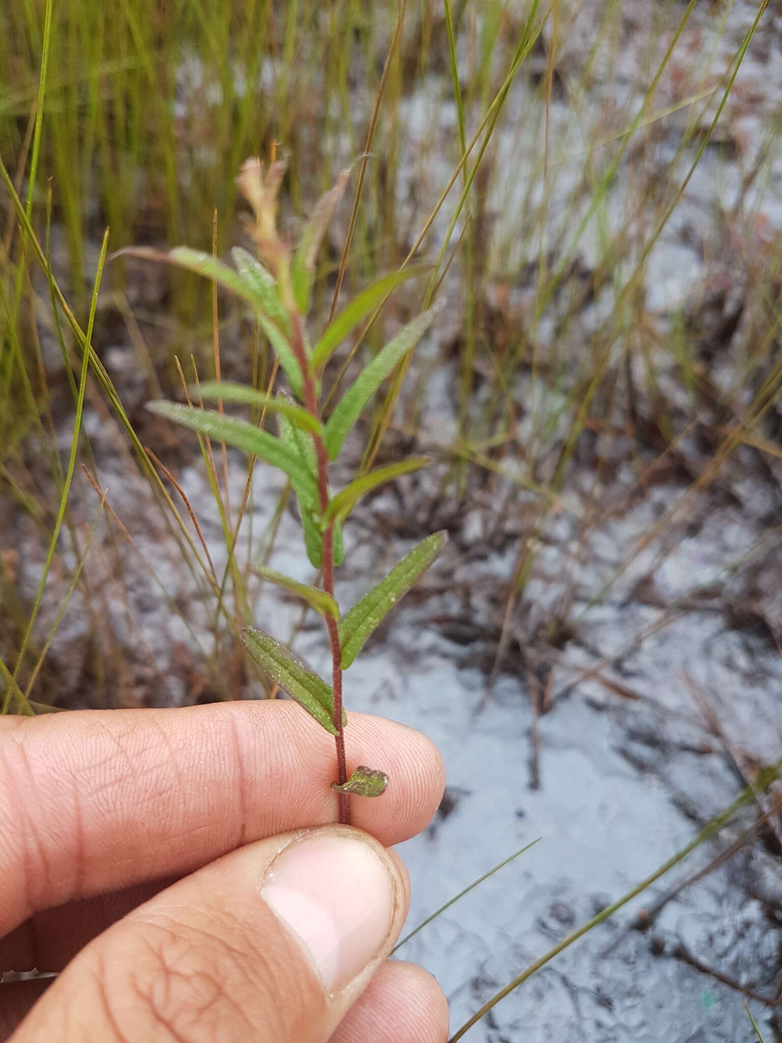 Image of bog aster