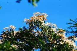 Image of Cordia elaeagnoides DC.