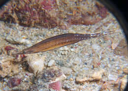 Image of Choeroichthys