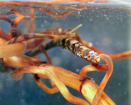 Image of Prophet&#39;s pipefish