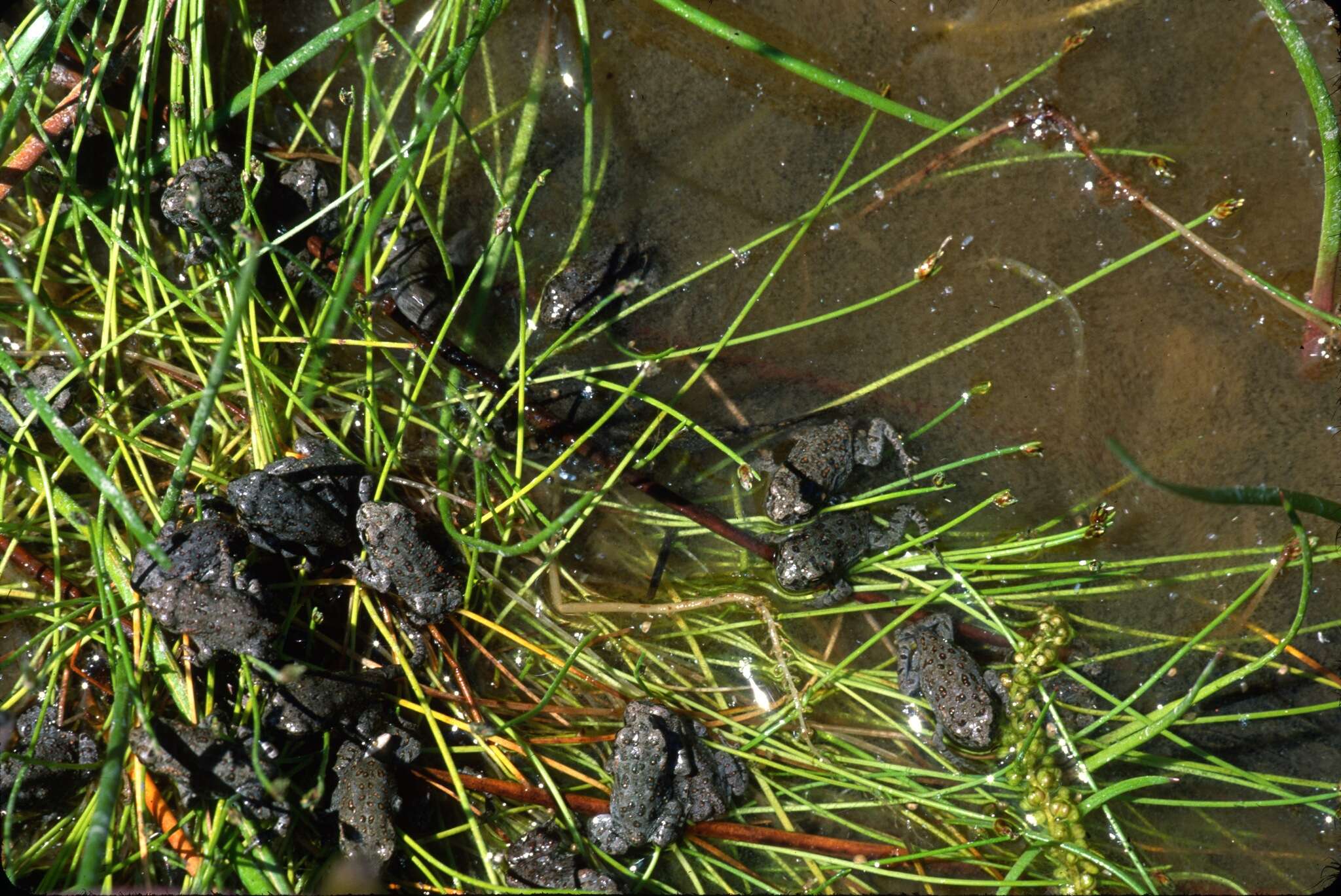 Image of Anaxyrus boreas boreas