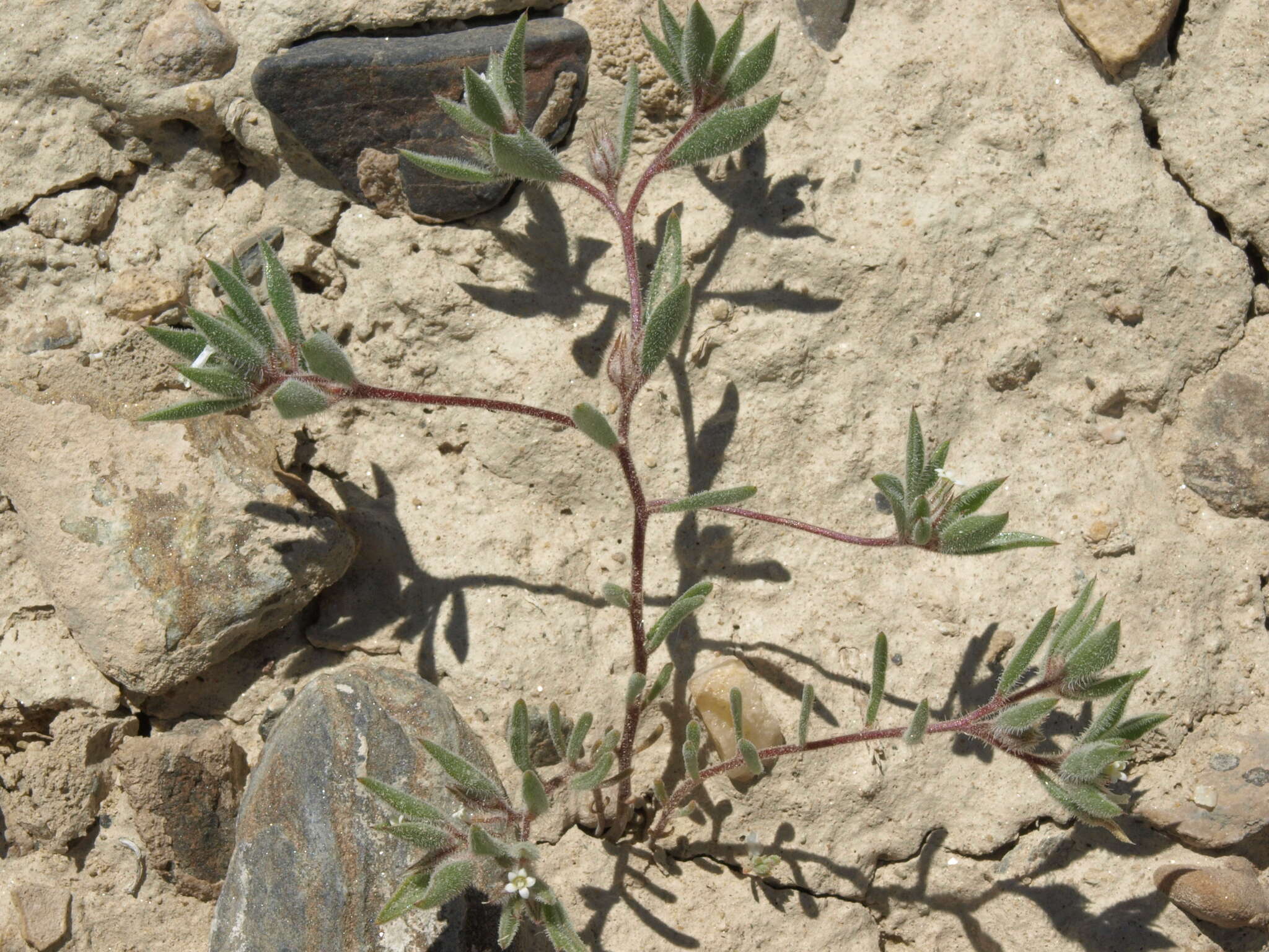 Слика од Loeseliastrum depressum (M. E. Jones ex A. Gray) J. M. Porter & L. A. Johnson