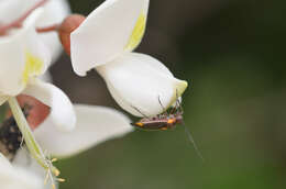 Image of Capsodes flavomarginatus (Donovan 1798)