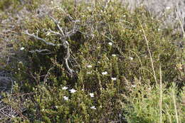 Image of Frankenia pauciflora DC.