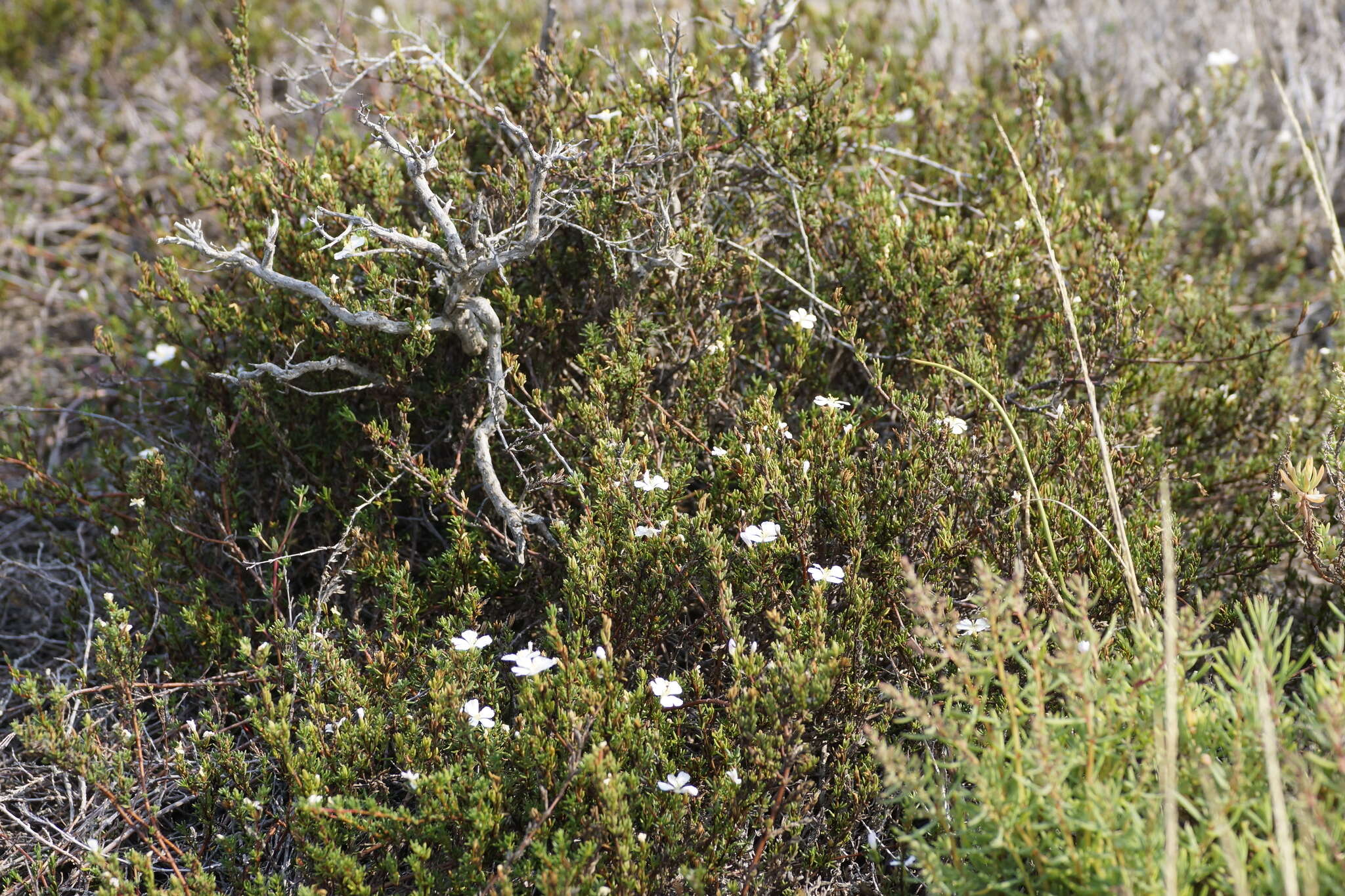 Image of Frankenia pauciflora DC.