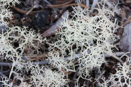 Image of Cladonia portentosa subsp. pacifica Ahti