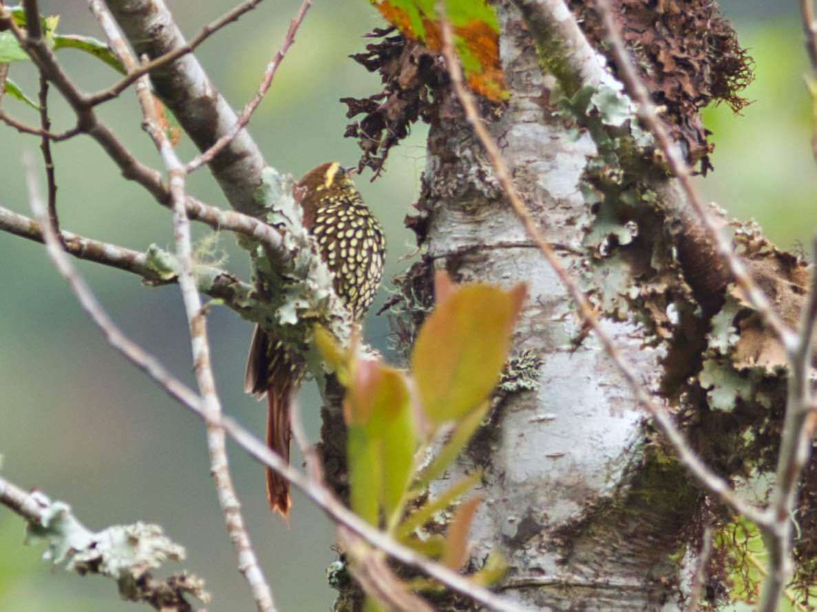 Image of Pearled Treerunner