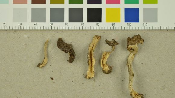 539.nobas 248996 1 1432236438 jpg.580x360