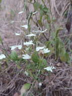 Image of Rhinacanthus zambesiacus I. Darbysh.