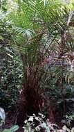 Image of Dypsis fibrosa (C. H. Wright) Beentje & J. Dransf.