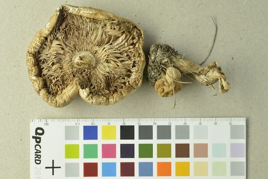 Image of <i>Leucoagaricus leucothites</i> (Vittad.) Wasser 1977
