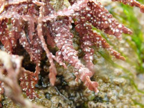 Bossiella californica resmi