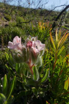 Image of Lobostemon lucidus (Lehm.) Buek