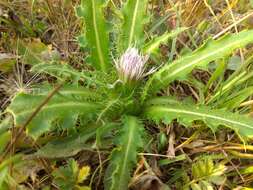 Plancia ëd Cirsium roseolum Z. S. Gorlacheva