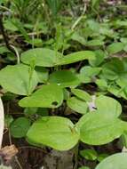 Image of Broadlipped twayblade