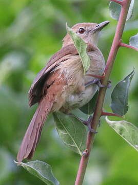 Image of Northern Brownbul