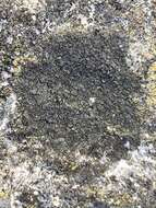 Image of wart lichen