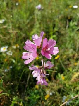 Image of meadow checkerbloom