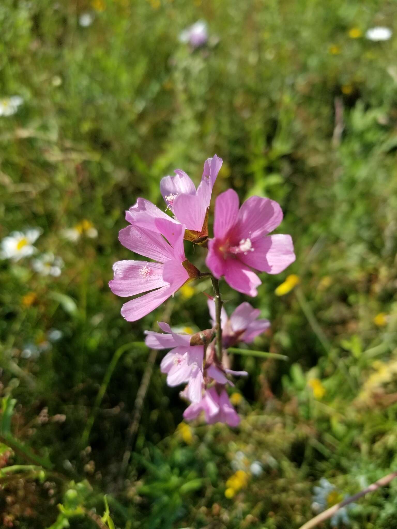 Image of meadow checkerbloom