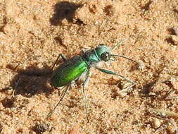 Image of Cicindela (Cicindela) scutellaris flavoviridis Vaurie 1950