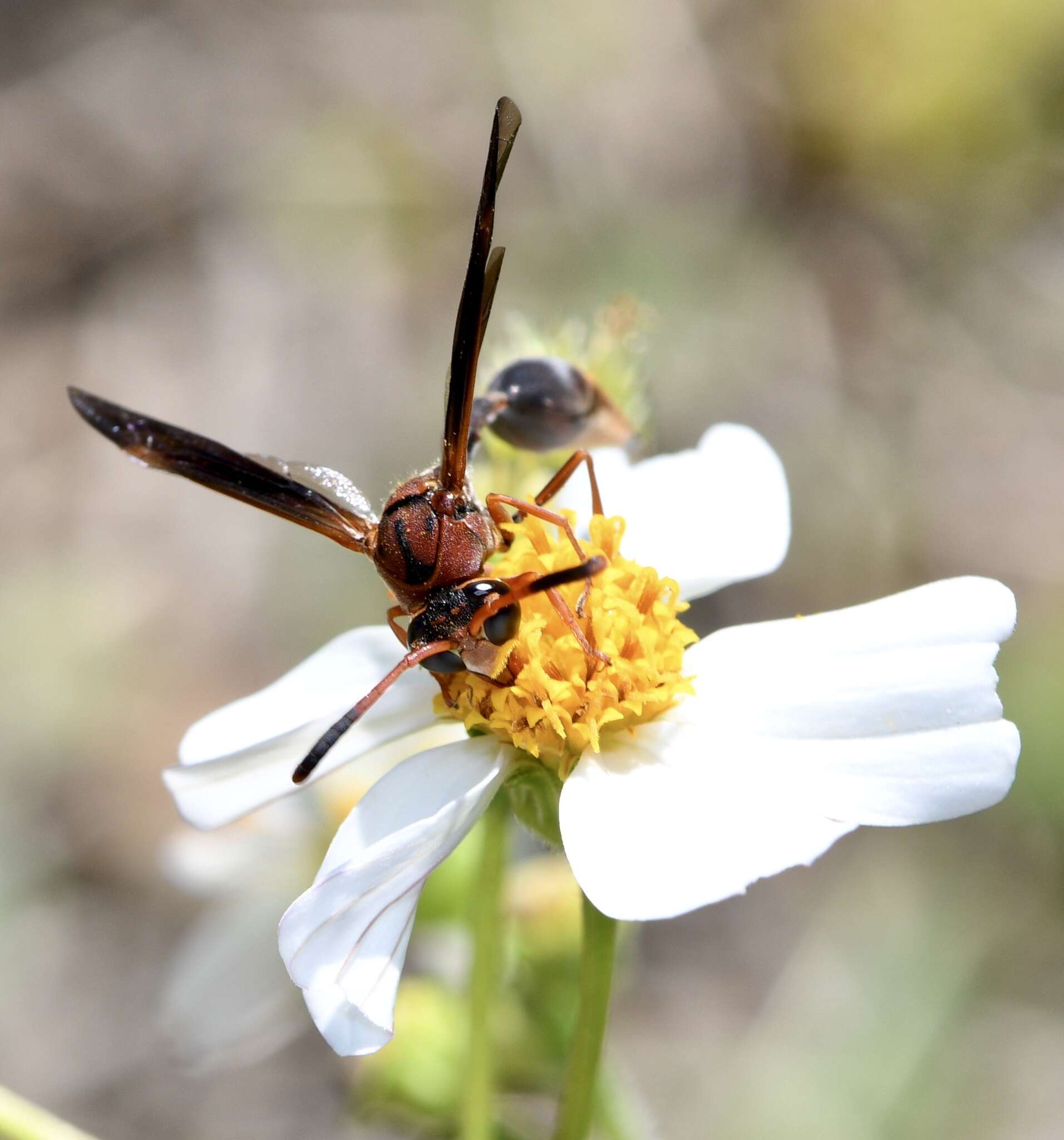 Image of Potter wasp