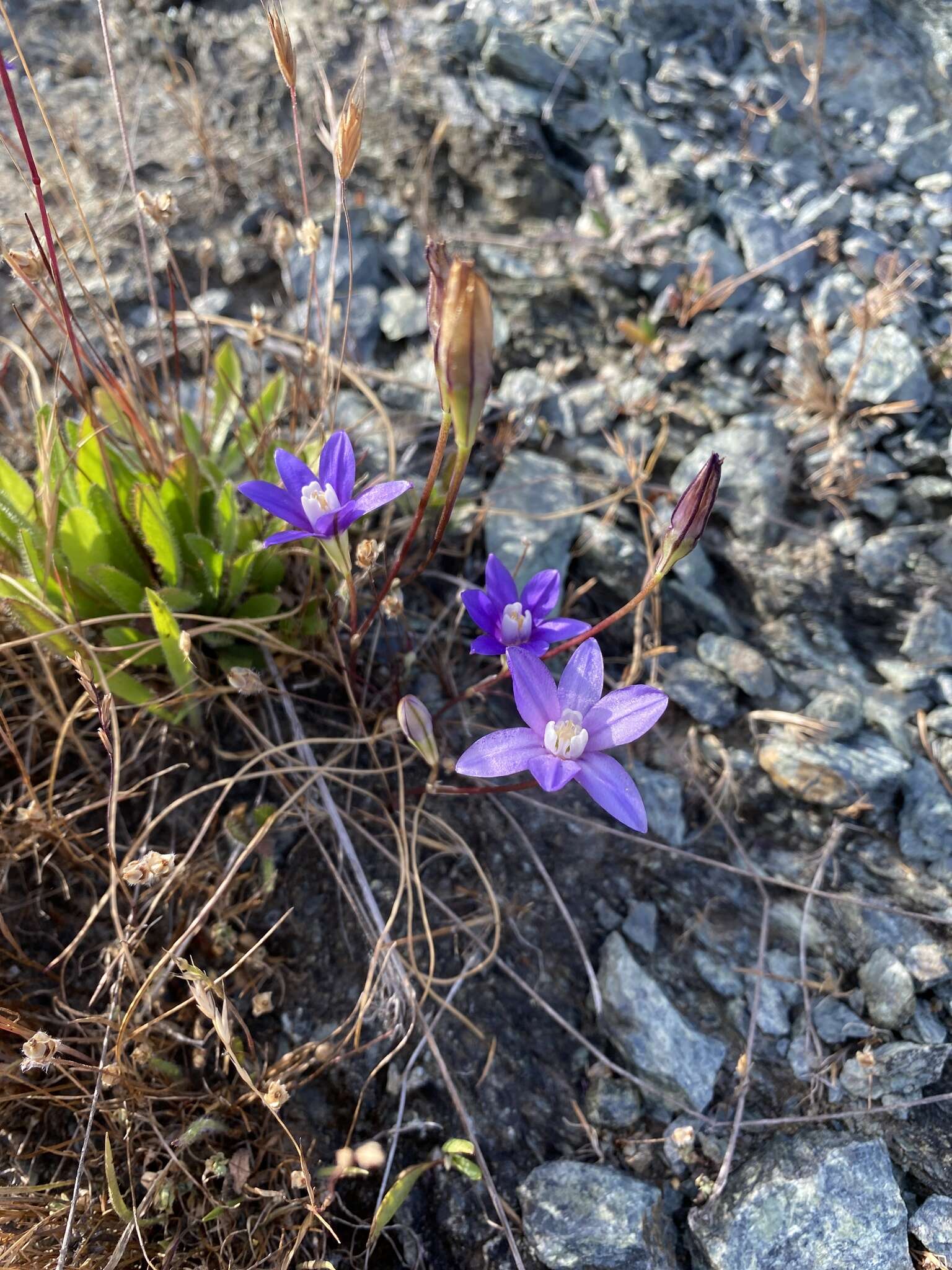 Image of starflower brodiaea