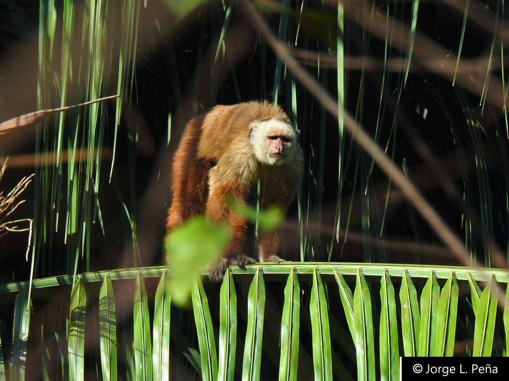 Image of varied capuchin